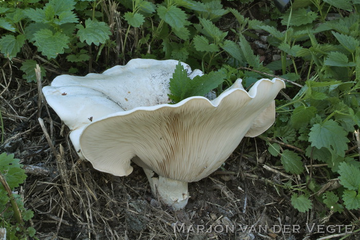 Reuzendikhoed - Leucopaxillus giganteus